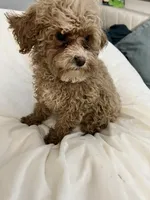 Cherry Pepper, a female Maltipoo for sale in Santa Clarita, CA – 10 of 10