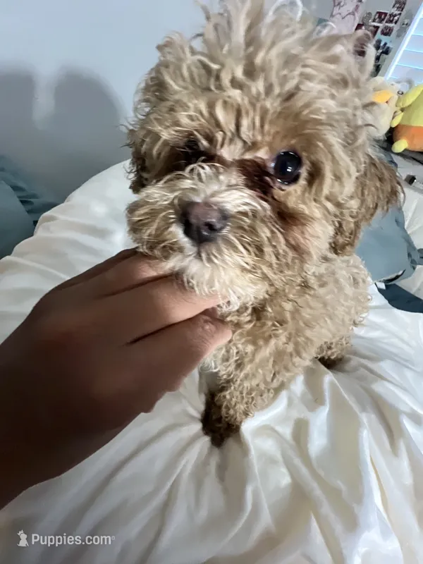 Cherry Pepper – Maltipoo puppy for sale in Santa Clarita, CA