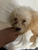 Bell Pepper , a female Maltipoo for sale in Santa Clarita, CA – 5 of 10