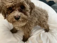 Cherry Pepper, a female Maltipoo for sale in Santa Clarita, CA – 9 of 10