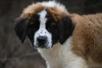 Berkley 4951 M Avail w or w/o registration , a male Saint Bernard for sale in Kansas City, MO – Photo 3 of 10