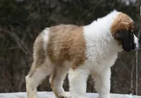 Berkley 4951 M Avail w or w/o registration , a male Saint Bernard for sale in Kansas City, MO – Photo 5 of 10