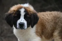 Berkley 4951 M Avail w or w/o registration , a male Saint Bernard for sale in Kansas City, MO – Photo 2 of 10