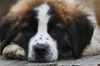 Berkley 4951 M Avail w or w/o registration , a male Saint Bernard for sale in Kansas City, MO – Photo 10 of 10