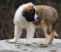 Berkley 4951 M Avail w or w/o registration , a male Saint Bernard for sale in Kansas City, MO – Photo 6 of 10
