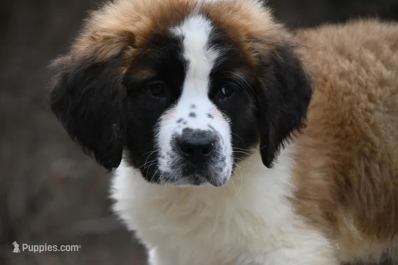 Berkley 4951 M Avail w or w/o registration 