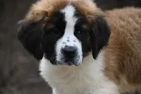 Berkley 4951 M Avail w or w/o registration , a male Saint Bernard for sale in Kansas City, MO – Photo 1 of 10