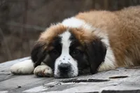 Berkley 4951 M Avail w or w/o registration , a male Saint Bernard for sale in Kansas City, MO – Photo 9 of 10