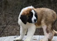Berkley 4951 M Avail w or w/o registration , a male Saint Bernard for sale in Kansas City, MO – Photo 8 of 10