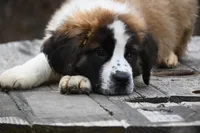 Berkley 4951 M Avail w or w/o registration , a male Saint Bernard for sale in Kansas City, MO – Photo 4 of 10