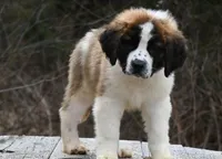 Berkley 4951 M Avail w or w/o registration , a male Saint Bernard for sale in Kansas City, MO – Photo 7 of 10
