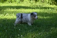 Blue Merle Female Ellyse Blue Eyes, a female Australian Shepherd for sale in Kansas City, MO – 5 of 10