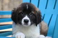 Bentley 4945 M Avail w or w/o registration , a male Saint Bernard for sale in Kansas City, MO – Photo 6 of 10