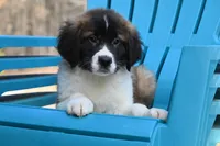 Bentley 4945 M Avail w or w/o registration , a male Saint Bernard for sale in Kansas City, MO – Photo 1 of 10