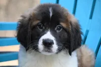 Bentley 4945 M Avail w or w/o registration , a male Saint Bernard for sale in Kansas City, MO – Photo 2 of 10