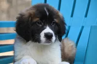 Bentley 4945 M Avail w or w/o registration , a male Saint Bernard for sale in Kansas City, MO – Photo 3 of 10