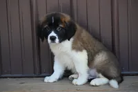 Bentley 4945 M Avail w or w/o registration , a male Saint Bernard for sale in Kansas City, MO – Photo 8 of 10