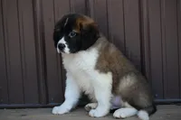 Bentley 4945 M Avail w or w/o registration , a male Saint Bernard for sale in Kansas City, MO – Photo 5 of 10