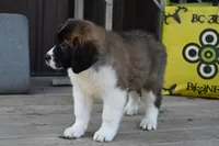 Bentley 4945 M Avail w or w/o registration , a male Saint Bernard for sale in Kansas City, MO – Photo 7 of 10