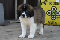 Bentley 4945 M Avail w or w/o registration , a male Saint Bernard for sale in Kansas City, MO – Photo 10 of 10