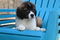 Bentley 4945 M Avail w or w/o registration , a male Saint Bernard for sale in Kansas City, MO – Photo 9 of 10