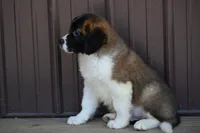 Bentley 4945 M Avail w or w/o registration , a male Saint Bernard for sale in Kansas City, MO – Photo 4 of 10