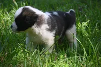 Simon Purebred St Bernard Registered / Pedigree Male, a male Saint Bernard for sale in Kansas City, MO – 2 of 10