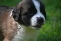 Lassie Purebred St Bernard Registered / Pedigree female , a female Saint Bernard for sale in Kansas City, MO – 5 of 10