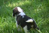 Simon Purebred St Bernard Registered / Pedigree Male, a male Saint Bernard for sale in Kansas City, MO – 3 of 10