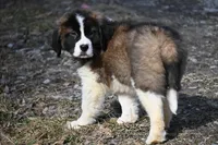Baron 4947 M Avail w or w/o registration , a male Saint Bernard for sale in Kansas City, MO – Photo 3 of 10