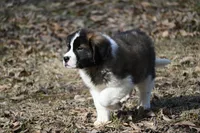 Baron 4947 M Avail w or w/o registration , a male Saint Bernard for sale in Kansas City, MO – Photo 8 of 10