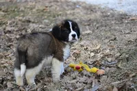 Baron 4947 M Avail w or w/o registration , a male Saint Bernard for sale in Kansas City, MO – Photo 5 of 10