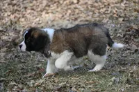 Baron 4947 M Avail w or w/o registration , a male Saint Bernard for sale in Kansas City, MO – Photo 7 of 10