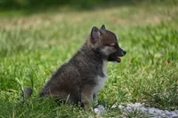 MIcro Tiny Gray Sable Wolf Mask / Registered / Pedigree, a female Pomeranian for sale in Kansas City, MO – 6 of 10