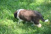Female Purebred St Bernard Registered / Pedigree Female Cherrilyn, a female Saint Bernard for sale in Kansas City, MO – 9 of 10
