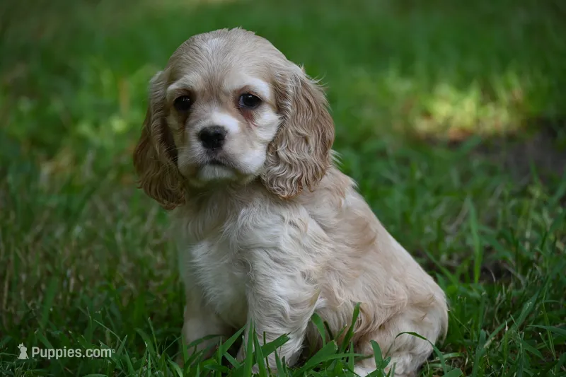 Blonde Beauty Cocker Male Pedgiree Registered Ready to go home.  – Cocker Spaniel puppy for sale in Kansas City, MO