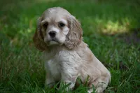 Blonde Beauty Cocker Male Pedgiree Registered Ready to go home. , a male Cocker Spaniel for sale in Kansas City, MO – 1 of 8