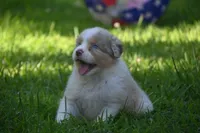 Red Merle Male John Wayne Blue Eyes, a male Australian Shepherd for sale in Kansas City, MO – 6 of 10