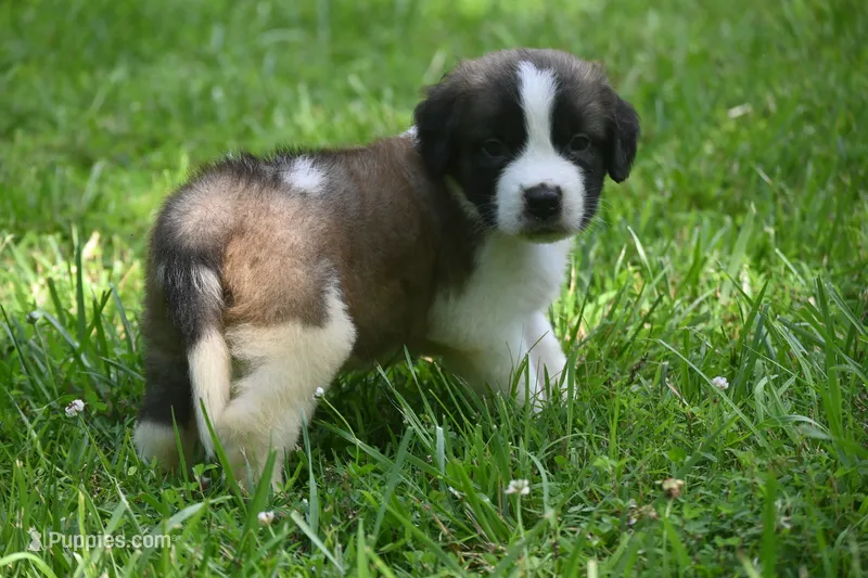 Bigly Purebred St Bernard Registered / Pedigree male  – Saint Bernard puppy for sale in Kansas City, MO