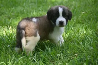 Bigly Purebred St Bernard Registered / Pedigree male , a male Saint Bernard for sale in Kansas City, MO – 1 of 8