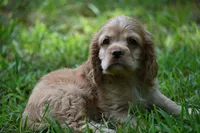 Cocker Spaniel Buff / Registered / Pedigree / Beautiful Pup!, a male Cocker Spaniel for sale in Kansas City, MO – 2 of 5