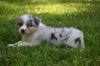 Blue Merle Female Ellyse Blue Eyes, a female Australian Shepherd for sale in Kansas City, MO – 4 of 10