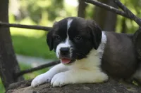 Female Purebred St Bernard Registered / Pedigree Female Cherrilyn, a female Saint Bernard for sale in Kansas City, MO – 2 of 10