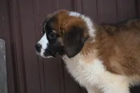 Briggs 4943 M Avail w or w/o registration, a male Saint Bernard for sale in Kansas City, MO – Photo 3 of 10