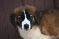 Briggs 4943 M Avail w or w/o registration, a male Saint Bernard for sale in Kansas City, MO – Photo 9 of 10