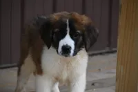 Briggs 4943 M Avail w or w/o registration, a male Saint Bernard for sale in Kansas City, MO – Photo 2 of 10