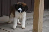 Briggs 4943 M Avail w or w/o registration, a male Saint Bernard for sale in Kansas City, MO – Photo 5 of 10