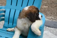 Briggs 4943 M Avail w or w/o registration, a male Saint Bernard for sale in Kansas City, MO – Photo 10 of 10