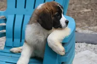 Briggs 4943 M Avail w or w/o registration, a male Saint Bernard for sale in Kansas City, MO – Photo 7 of 10