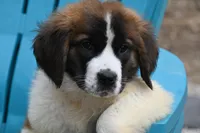 Briggs 4943 M Avail w or w/o registration, a male Saint Bernard for sale in Kansas City, MO – Photo 1 of 10